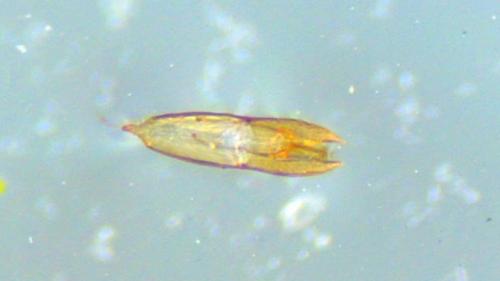 Réf. 245 994 : Helophorus flavipes